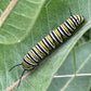 Asclépiade commune - Vivace indigène - Soutenir les papillons monarques - 100+ graines