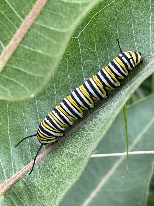 Algodoncillo común - Perenne nativo - Apoya a las mariposas monarca - Más de 100 semillas