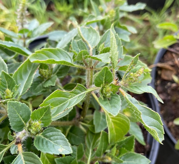 Holy Basil Seeds Tulsi Seeds Ocimum tenuiflorum 250 Seeds