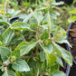 Graines de basilic sacré, graines de Tulsi (Ocimum tenuiflorum) - 250+ graines