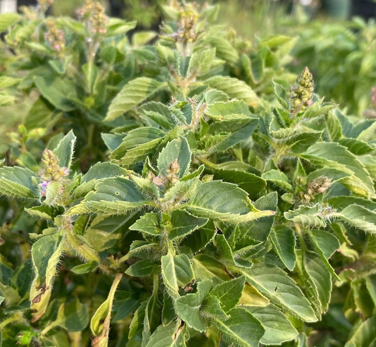 Holy Basil Seeds Tulsi Seeds Ocimum tenuiflorum 250 Seeds