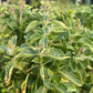 Graines de basilic sacré, graines de Tulsi (Ocimum tenuiflorum) - 250+ graines