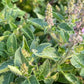 Graines de basilic sacré, graines de Tulsi (Ocimum tenuiflorum) - 250+ graines