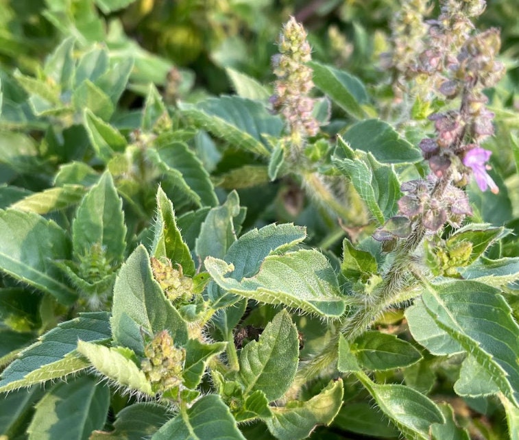 Holy Basil Seeds, Tulsi Seeds (Ocimum tenuiflorum) - 250+ Seeds