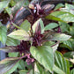 Cinnamon Basil (Ocimum basilicum) - 150+ Seeds