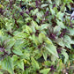 Cinnamon Basil (Ocimum basilicum) - 150+ Seeds