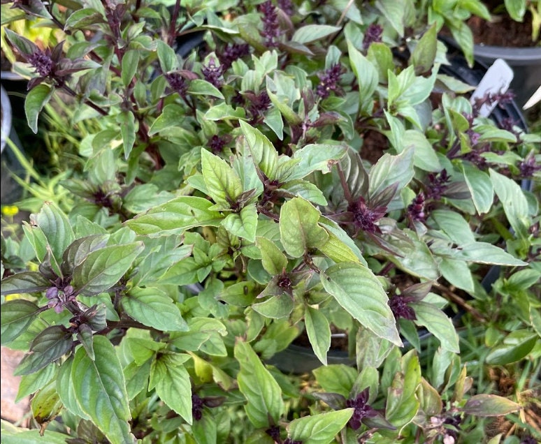 Cinnamon Basil (Ocimum basilicum) - 150+ Seeds