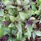 Cinnamon Basil (Ocimum basilicum) - 150+ Seeds