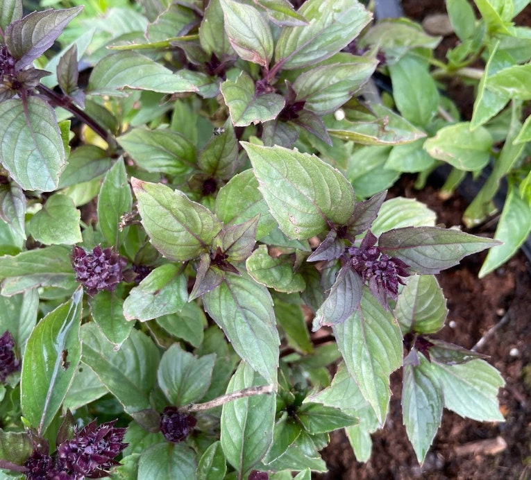 Cinnamon Basil (Ocimum basilicum) - 150+ Seeds