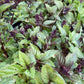 Cinnamon Basil (Ocimum basilicum) - 150+ Seeds