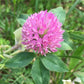 Trèfle rouge (Trifolium pratense) - Couvre-sol vivace - 1000+ graines