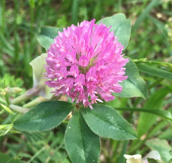 Red Clover (Trifolium pratense) - Perennial Ground Cover - 1000+ Seeds