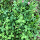 Trèfle rouge (Trifolium pratense) - Couvre-sol vivace - 1000+ graines
