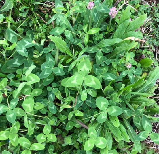 Trébol rojo (Trifolium pratense) - Cobertura de suelo perenne - Más de 1000 semillas