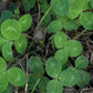 Trèfle rouge (Trifolium pratense) - Couvre-sol vivace - 1000+ graines