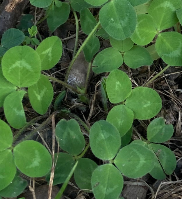 Trébol rojo (Trifolium pratense) - Cobertura de suelo perenne - Más de 1000 semillas
