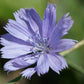 Achicoria de café (Cichorium intybus 'Polanowicka') - Más de 500 semillas