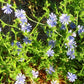 Achicoria de café (Cichorium intybus 'Polanowicka') - Más de 500 semillas