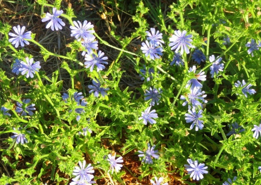 Coffee Chicory (Cichorium intybus 'Polanowicka') - 500+ Seeds