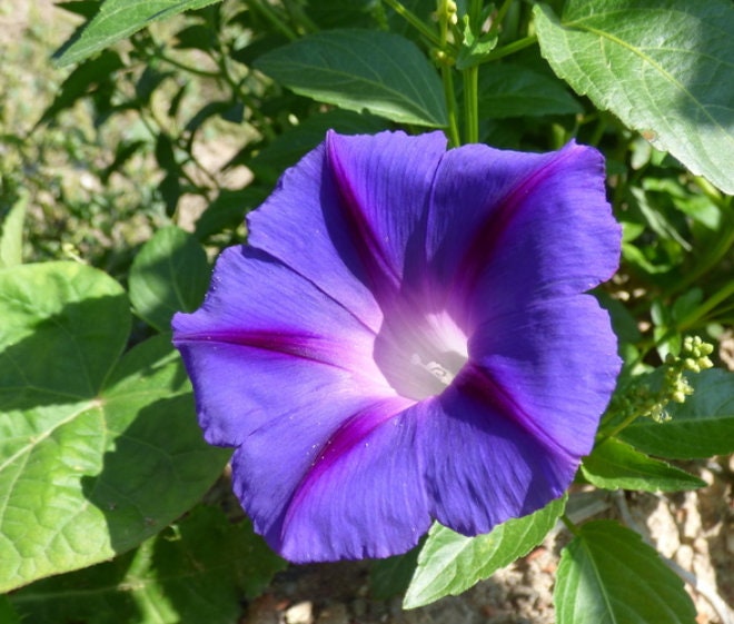 Semillas de Gloria de la Mañana (Ipomoea purpurea) - Más de 50 semillas