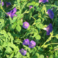 Morning Glory Seeds (Ipomoea purpurea) - 50+ seeds