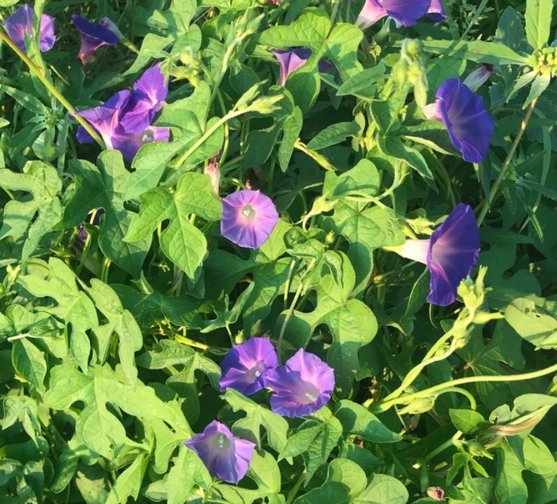 Semillas de Gloria de la Mañana (Ipomoea purpurea) - Más de 50 semillas