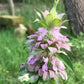 Lemon Bergamot, Lemon Beebalm Seeds (Monarda citriodora) - Native Wildflower - 300+ seeds