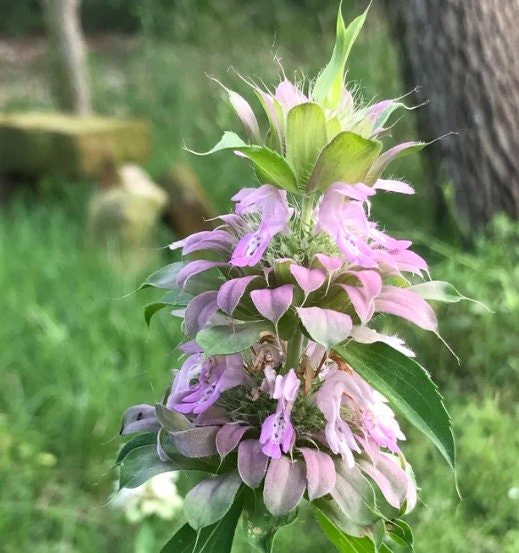 Lemon Bergamot, Lemon Beebalm Seeds (Monarda citriodora) - Native Wildflower - 300+ seeds