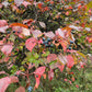 Nannyberry (Viburnum lentago) - Zone 3 - 30+ Seeds