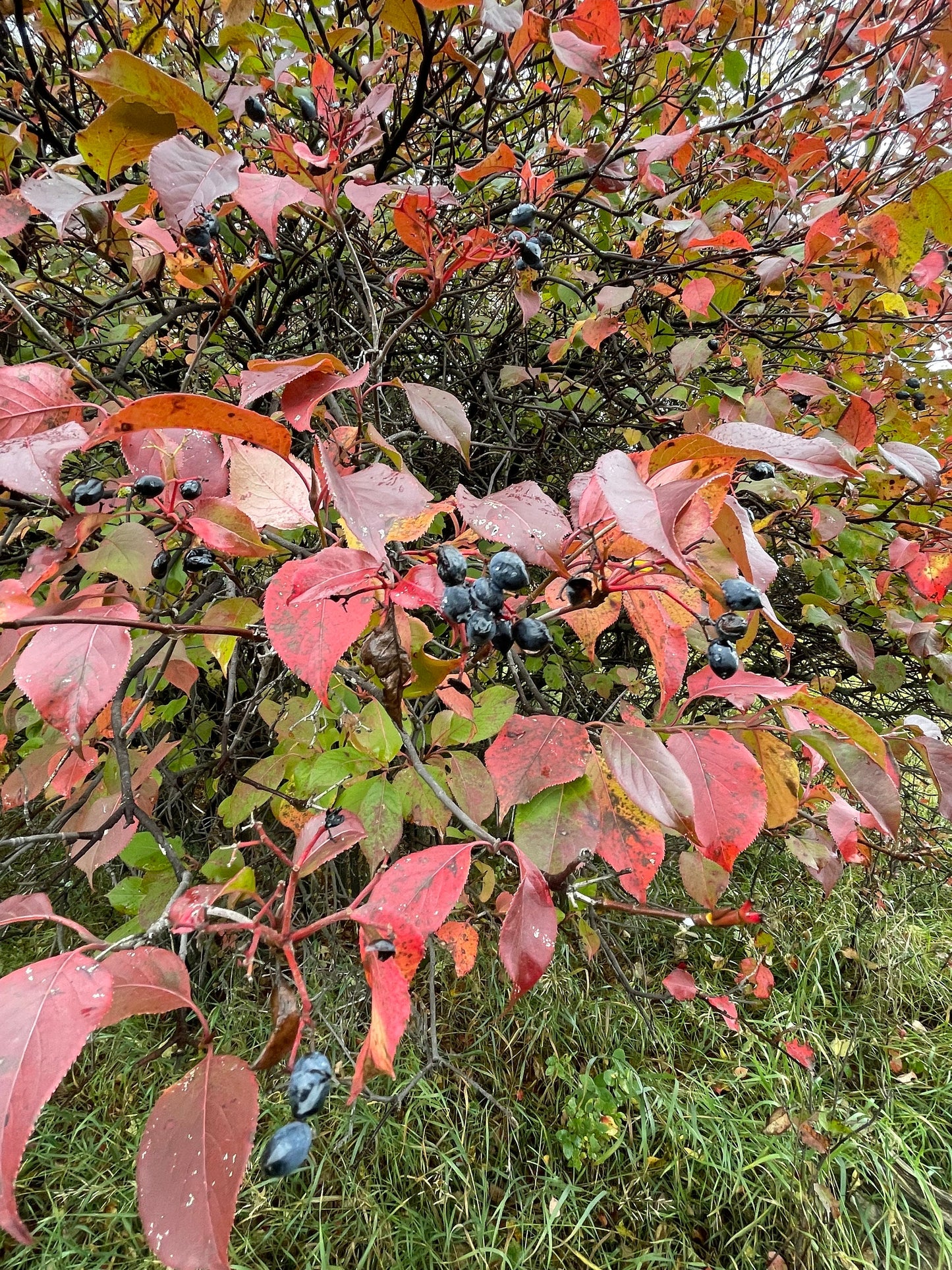 Nannyberry (Viburnum lentago) - Zona 3 - Más de 40 semillas
