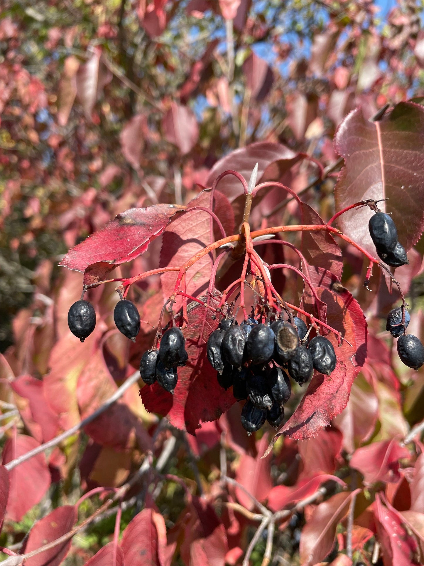 Nannyberry (Viburnum lentago) - Zone 3 - 40+ Seeds