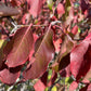 Nannyberry (Viburnum lentago) - Zone 3 - 30+ Seeds
