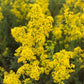 Yellow Bedstraw Seeds (Galium verum) - Perennial Wildflower - 500+ seeds