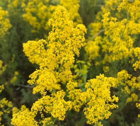 Graines de gaillet jaune (Galium verum) - Fleurs sauvages vivaces - 500+ graines