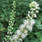 Semillas de Cohosh Negro (Actaea racemosa) - Más de 75 semillas