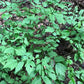Semillas de Cohosh Negro (Actaea racemosa) - Más de 75 semillas