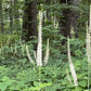 Semillas de Cohosh Negro (Actaea racemosa) - Más de 75 semillas