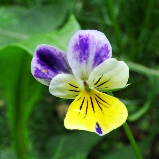 Graines de pensée sauvage - (Viola tricolor) - Fleur sauvage annuelle - 300+ graines