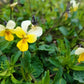 Wild Pansy Seeds - (Viola arvensis) - Annual Wild flower - 300+ Seeds