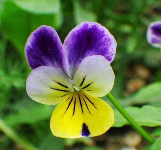 Graines de pensée sauvage - (Viola tricolor) - Fleur sauvage annuelle - 300+ graines