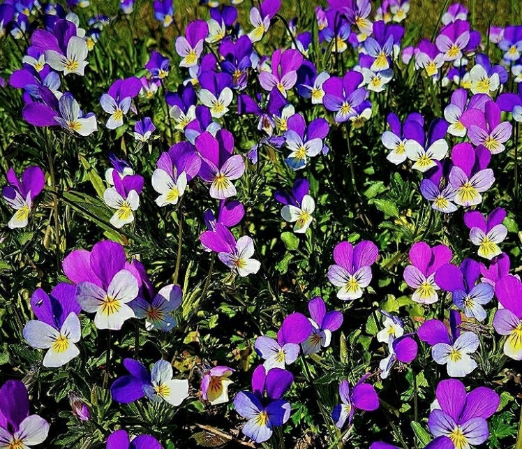 Semillas de Pensamiento Silvestre - (Viola tricolor) - Flor Silvestre Anual - Más de 300 Semillas