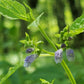 American Skullcap Seeds, Blue Skullcap Seeds - (Scutellaria lateriflora) - 100+ Seeds