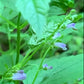 American Skullcap Seeds, Blue Skullcap Seeds - (Scutellaria lateriflora) - 100+ Seeds