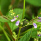 American Skullcap Seeds, Blue Skullcap Seeds - (Scutellaria lateriflora) - 100+ Seeds