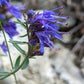 Hyssop Seeds (Hyssopus officinalis) - Perennial Herb - 200+ Seeds