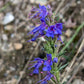 Hyssop Seeds (Hyssopus officinalis) - Perennial Herb - 200+ Seeds