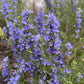 Hyssop Seeds (Hyssopus officinalis) - Perennial Herb - 200+ Seeds