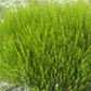 Hyssop Seeds (Hyssopus officinalis) - Perennial Herb - 200+ Seeds