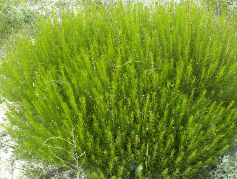 Semillas de hisopo (Hyssopus officinalis) - Hierba perenne - Más de 200 semillas