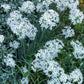 Garlic Chives Seeds (Allium tuberosum) - Perennial Herb - 100+ Seeds